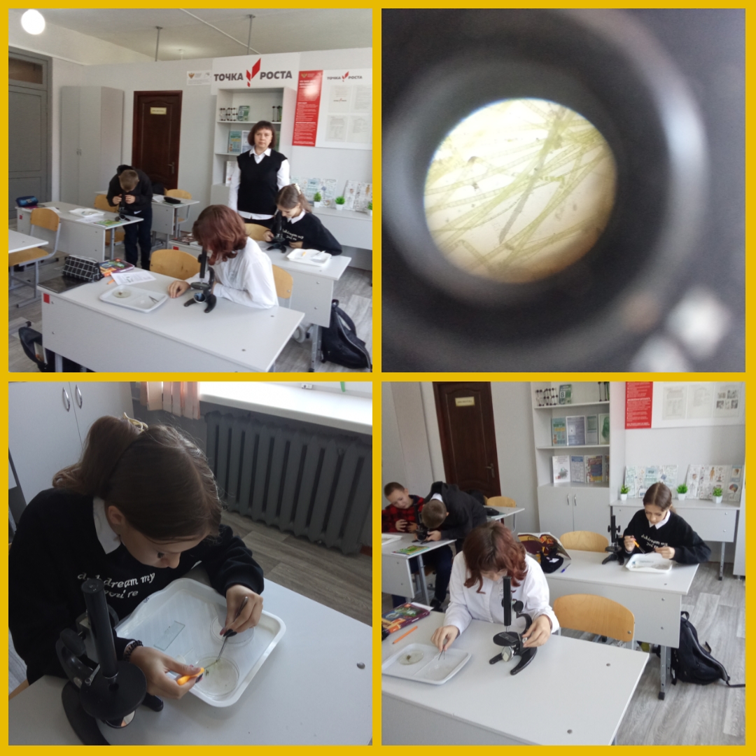 Практическая работа « Изучение строения многоклеточных нитчатых водорослей».