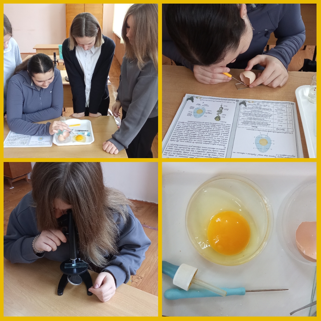 Практическая работа « Тайны структуры и функций куриного яйца: почему оно идеально создано природой ?».