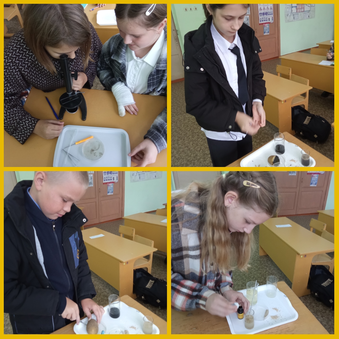 Практическая работа «Исследование химического состава растительной клетки и определение роли основных органических соединений в жизнедеятельности растений».